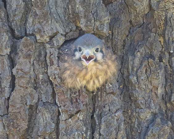 American Kestrel, nestling