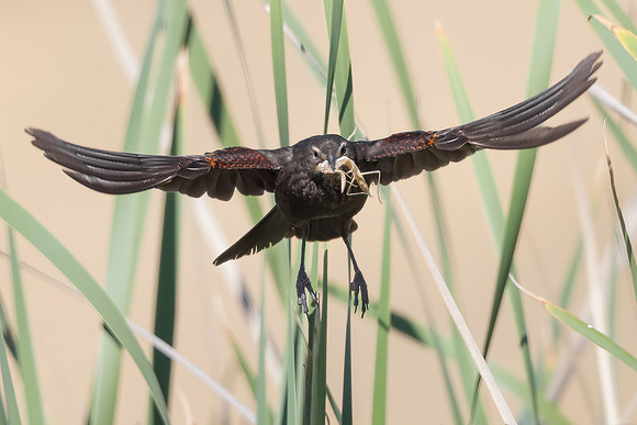 Red-winged Blackbird, female with food