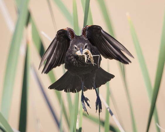 Red-winged Blackbird, female with food