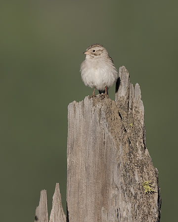Brewer's Sparrow