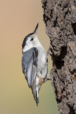 White-breasted Nuthatch