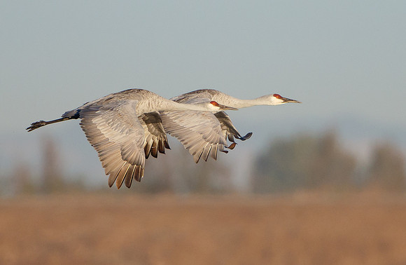 Sandhill Cranes