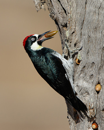 Acorn Woodpecker