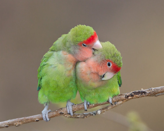 Rosy-faced Lovebirds, preening each other