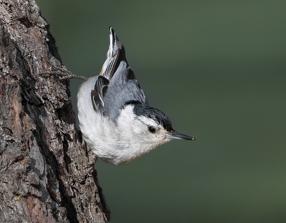 White-breasted Nuthatch