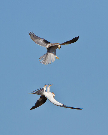 White-tailed Kites, juveniles bickering