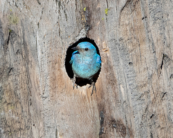 Mountain Bluebird