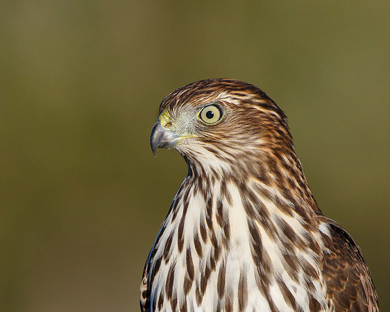 Cooper's Hawk
