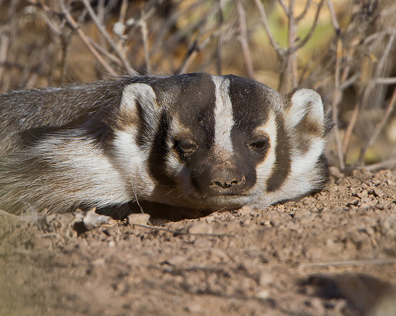 American Badger
