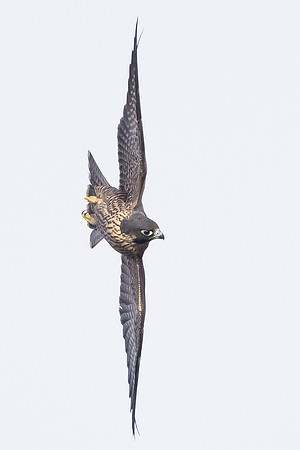 Peregrine Falxon, juvenile