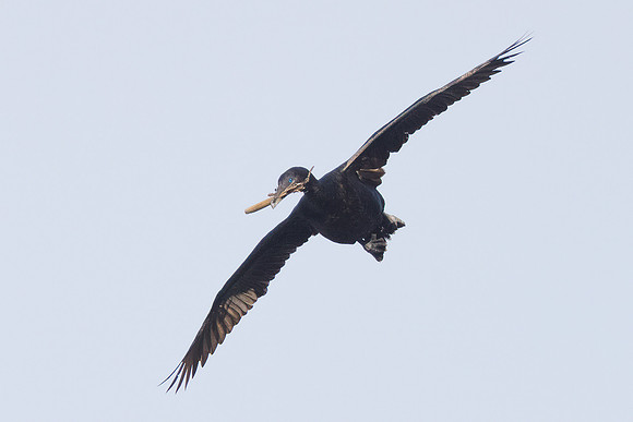 Brandt's Cormorant, with nest material