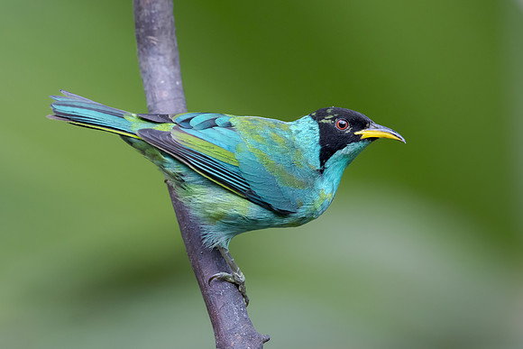 Green Honeycreeper, transitioning to adult plumage