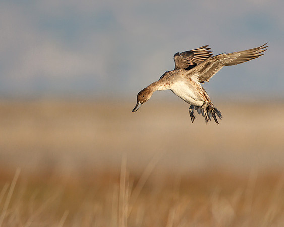 Northern Pintail