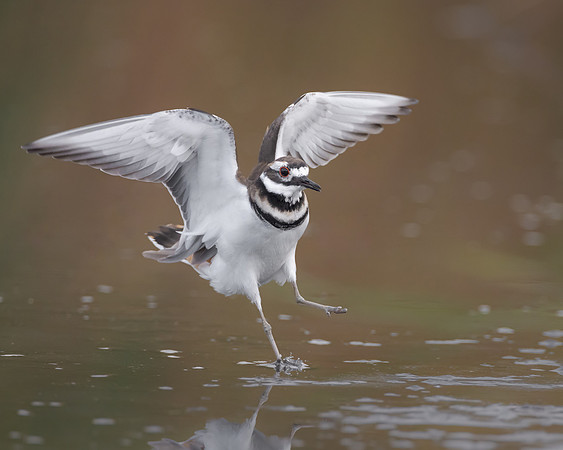 Killdeer