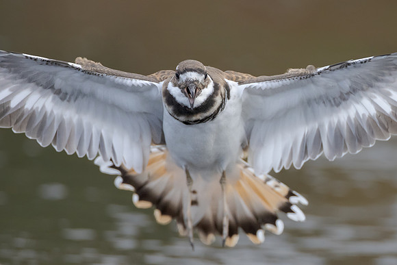 Killdeer