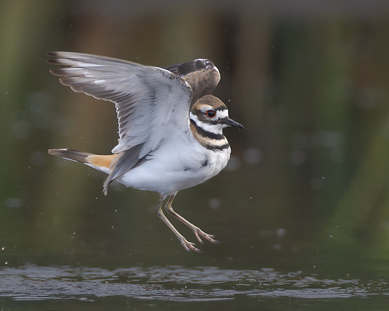 Killdeer