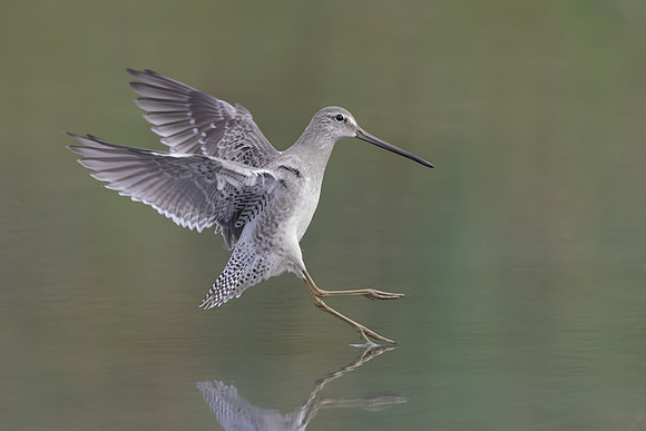 Dowitcher