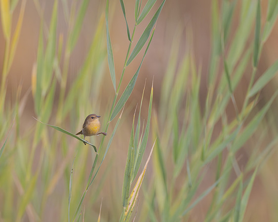 Common Yellowthroat, female
