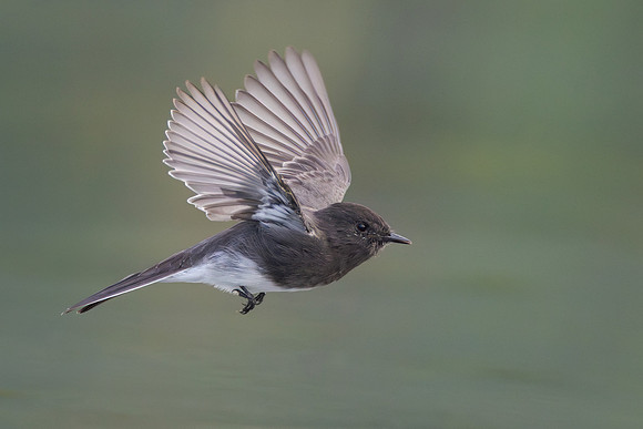 Black Phoebe