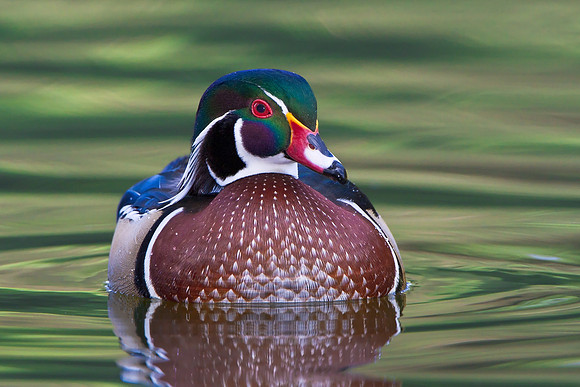 Wood Duck