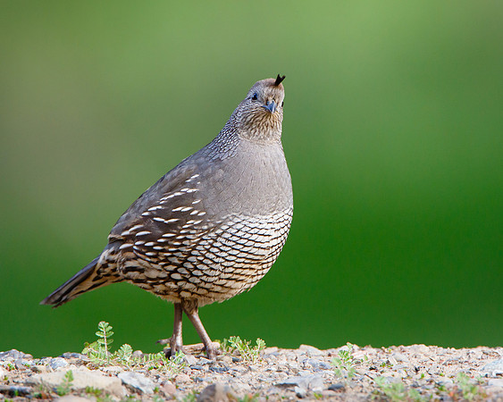California Quail, female