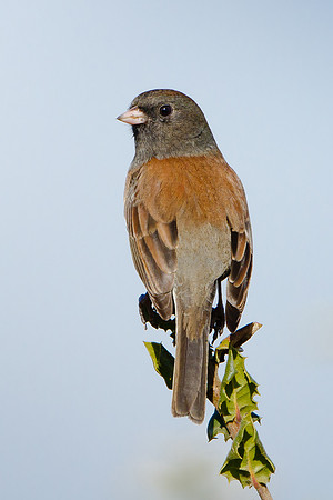 Dark-eyed Junco