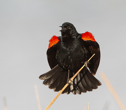 Red-winged Blackbird