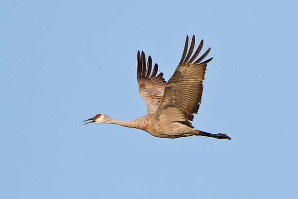 Sandhill Crane