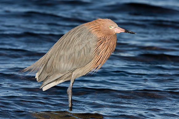 Reddish Egret