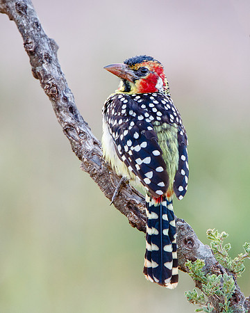 Red-and-yellow Barbet