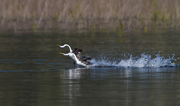 Western Grebe, courtship display