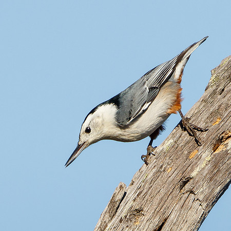 White-breasted Nuthatch