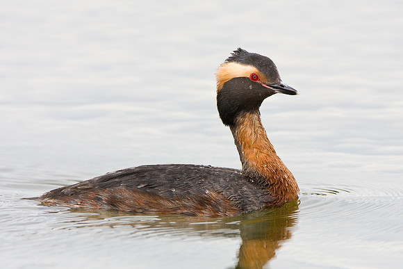 Horned Grebe