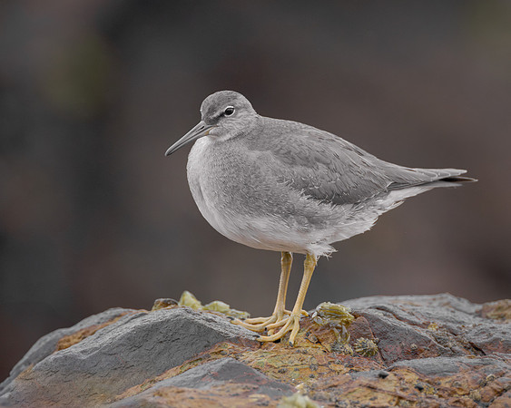 Wandering Tattler
