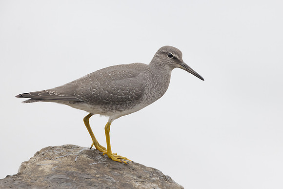 Wandering Tattler