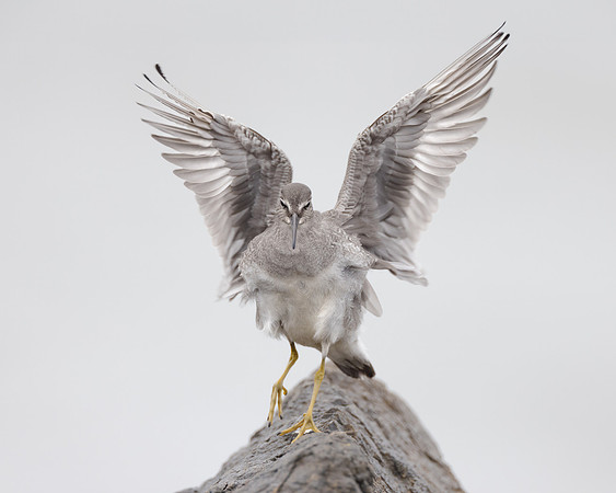 Wandering Tattler