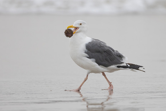 Western Gull, with sea urchin