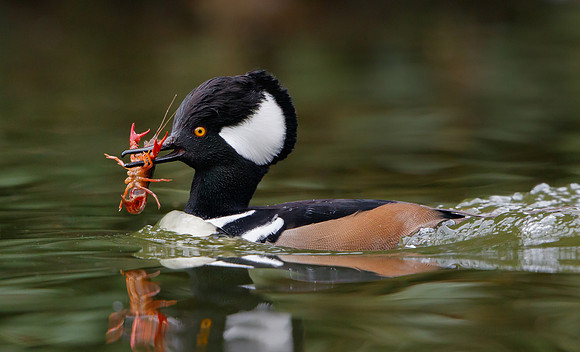 Hooded Merganser, with crayfish