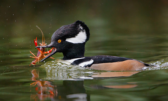 Hooded Merganser, with crayfish