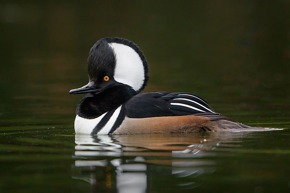 Hooded Merganser