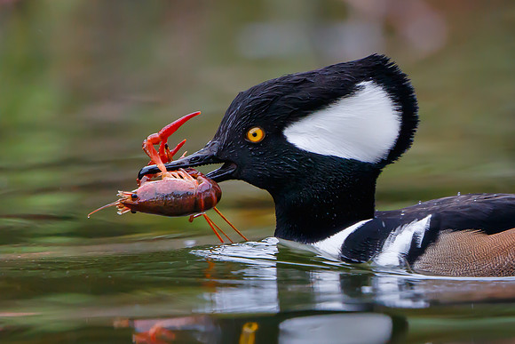 Hooded Merganser, with crayfish