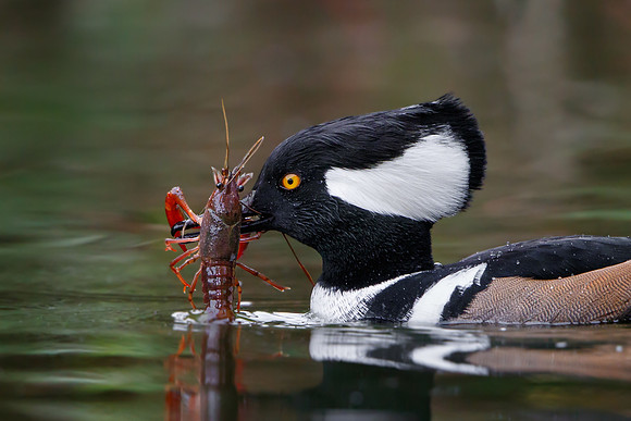 Hooded Merganser, with crayfish