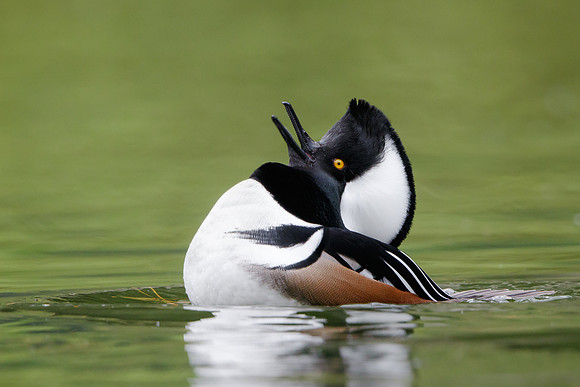 Hooded Merganser, courtship display