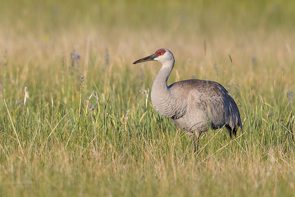 Sandhill Crane