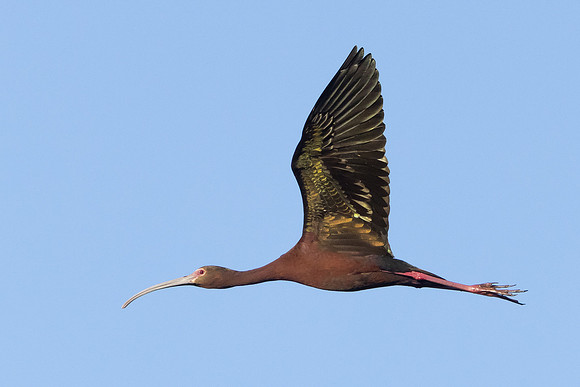 White-faced Ibis