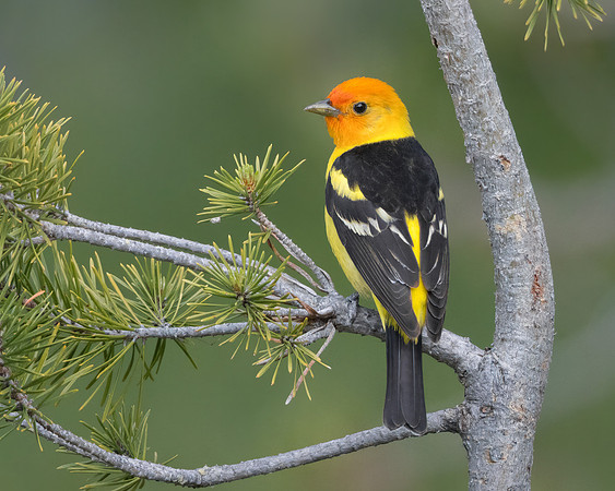 Western Tanager