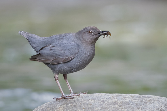 American Dipper