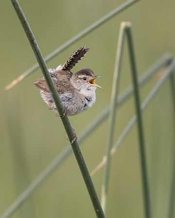 Marsh Wren