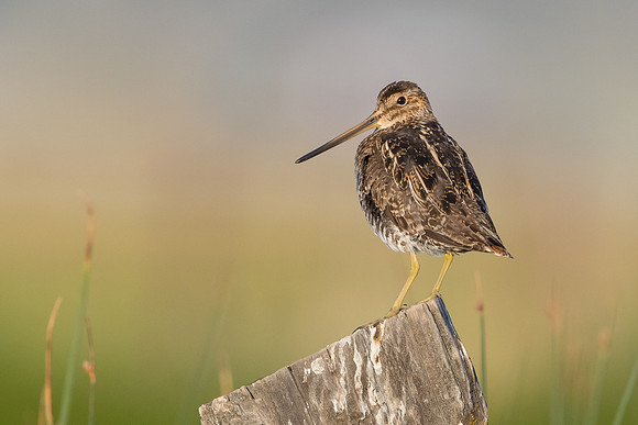 Wilson's Snipe