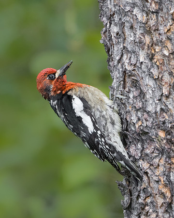 Red-breasted Sapsucker
